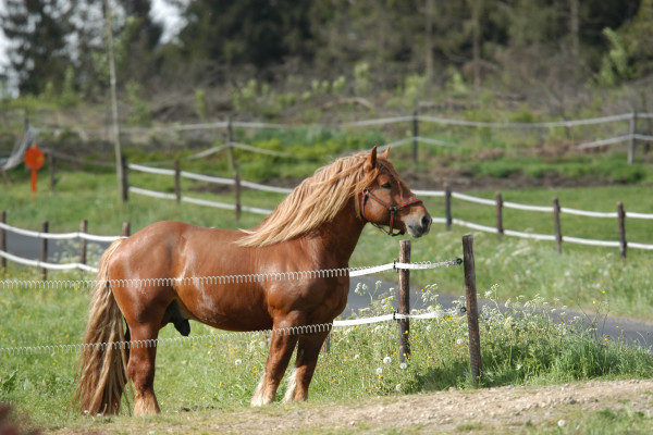 Ardenner stallion